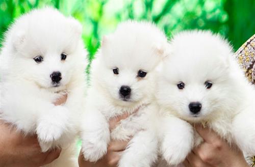 Mua chó samoyed online tốt không