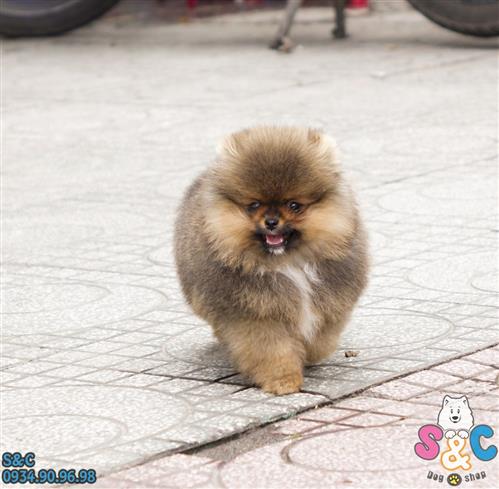 Nên làm gì khi bị cắn bởi chó nói chung và chó Alaska, chó Phốc Sóc nói riêng?
