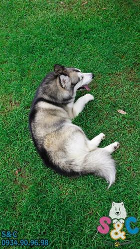 Nên làm sao để chăm sóc cho chó Alaska khi bạn đi vắng?