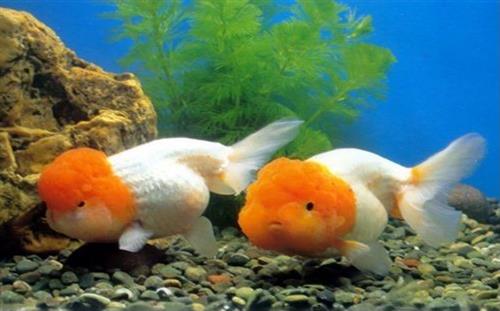 Nét đặc trưng ấn tượng và độc đáo nhất về trại cá vàng Ranchu