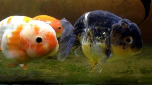 Nét đặc trưng cơ bản của cá ranchu oranda
