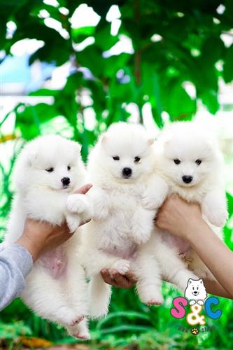 Nguyên nhân chó Samoyed bỏ ăn và cách chăm sóc