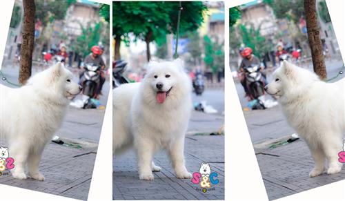 Nguyên nhân khiến chó Samoyed biếng ăn và cách chữa?
