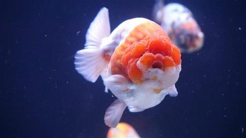 Nguyên nhân và cách điều trị khi cá Ranchu bị xuất huyết