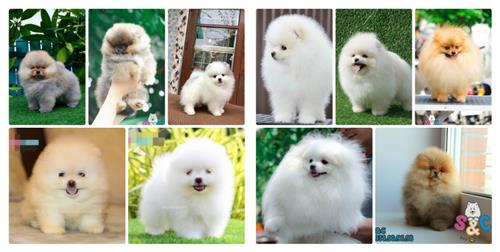 Nguyên nhân và phương pháp khắc phục nỗi sợ hãi và lo lắng kéo dài ở chó Phốc Sóc