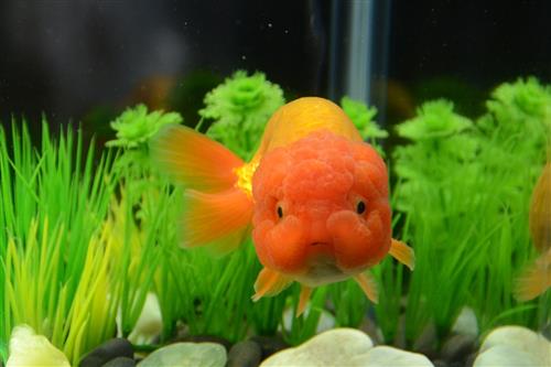 Những cách nhận biết cá ranchu lỗi, Bạn cần biết!