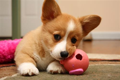 Những đặc điểm nổi bật của chó Corgi chân ngắn