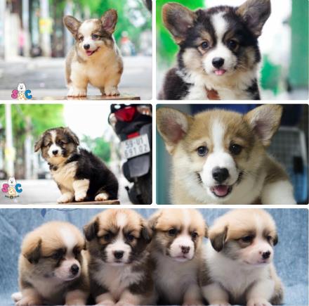 Những đặc tính cơ bản của chó Samoyeb trưởng thành