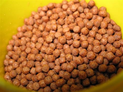 Những điều bạn cần biết về thức ăn cá Ranchu