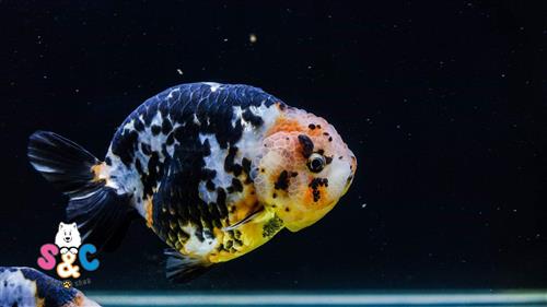 Những điều cần biết khi mua cá Ranchu