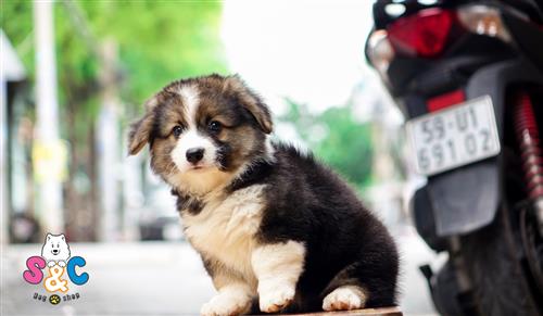 Những điều cần biết khi nuôi chó Corgi con