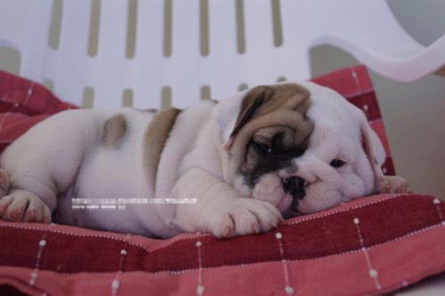 Những điều cần biết về chú chó Bulldog