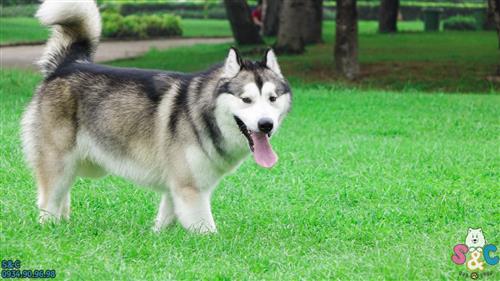 Những điều cần lưu ý khi nuôi chó Alaska