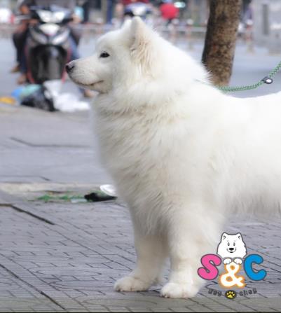 Những điều đặc biệt về chó samoyed màu trắng