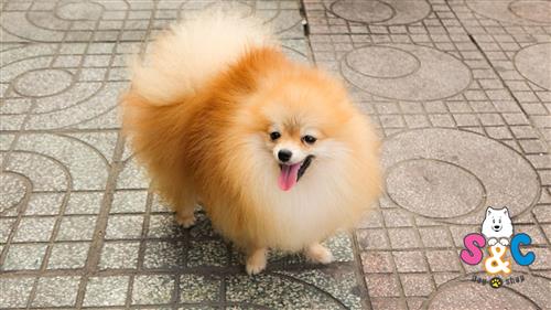 Những điều thú vị về chó phốc sóc