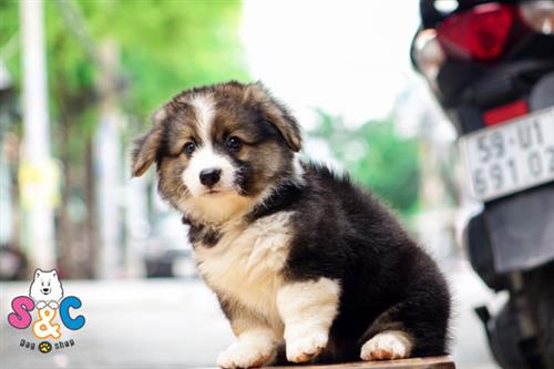 Những giống chó phù hợp với gia đình Việt