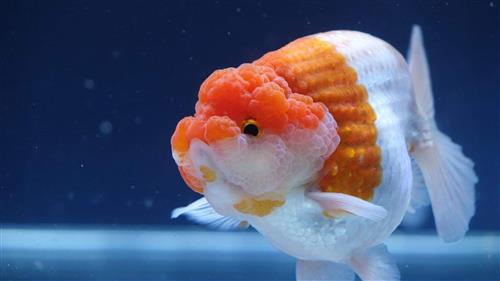 Những lưu khi trong suốt quá trình cho cá ranchu ăn hiệu quả!