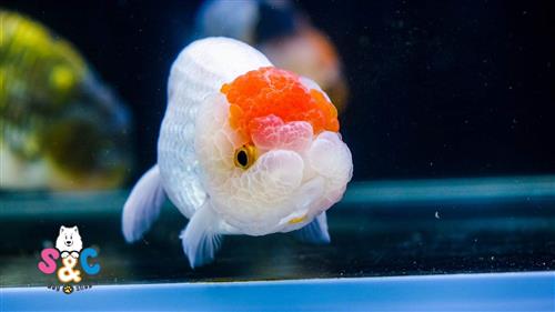 Những lưu ý khi mua cá Ranchu ở Thành phố Hồ Chí Minh – mua cá ranchu hcm