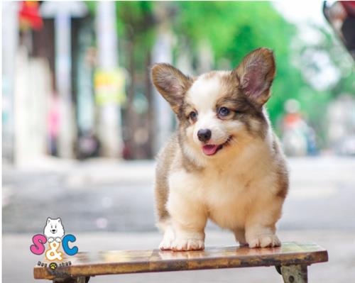 Những lưu ý quan trọng khi chăm sóc chó Corgi baby