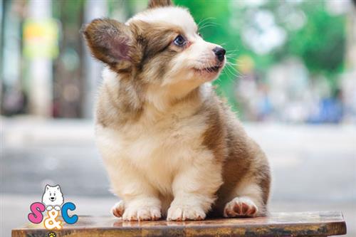 Những rủi ro khi mua chó Corgi - Mua chó Corgi ở đâu uy tín