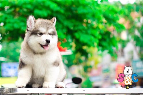 Những thông tin cần thiết khi nuôi chó Alaska