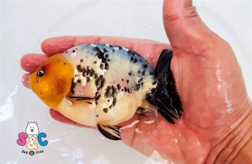 Nơi bán cá Ranchu Nha Trang được tin tưởng nhất hiện nay 