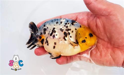 Nuôi cá Ranchu có cần oxy không ?