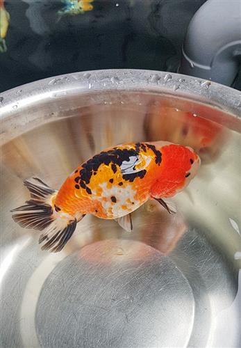 Nuôi cá ranchu sinh sản: những kinh nghiệm quý