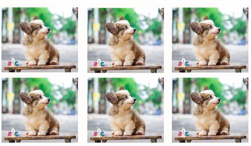 Ở đâu bán chó Corgi thuần chủng?