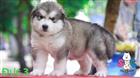 Quy trình tắm chó alaska đúng cách và những thông tin cần biết khi tắm chó alaska