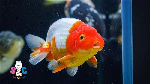 Sơ lược về cá Oranda - Đặc điểm, địa điểm bán cá Oranda