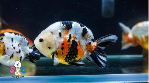 Sự thật bất ngờ về loài cá Ranchu khủng