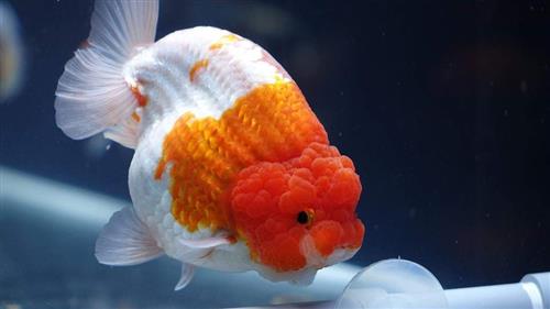 Thị trường bán cá Ranchu tại TP Hồ Chí Minh