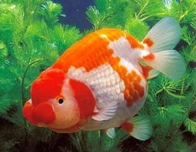 Thông tin và cách lựa chọn cá ranchu đẹp