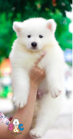 Tiêu chuẩn chọn lựa chó samoyed phối giống