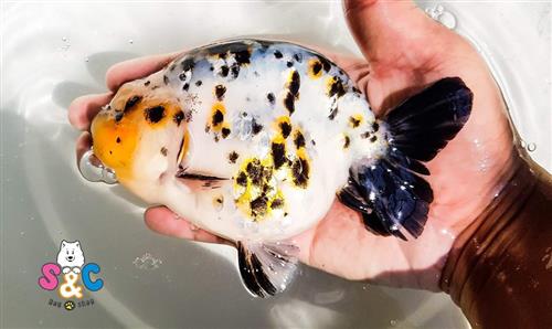 Tìm hiểu cá Ranchu nuôi chung với cá gì vừa sống hòa thuận, vừa dễ chăm nuôi  ?