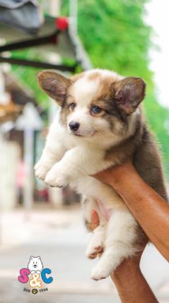 Tìm hiểu giá 1 chú chó corgi ở Việt Nam