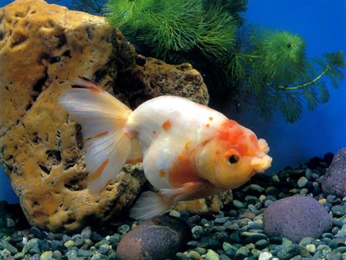 Tìm hiểu về cá ranchu lionchu, đặc điểm nhận biết cá!