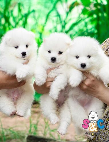 Tìm hiểu về quá trình chó samoyed thay lông