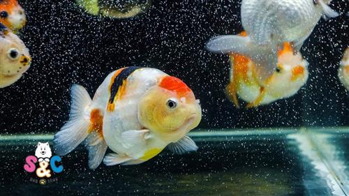 Tổng hợp từ hội cá Ranchu về 3 yếu tố môi trường sống của cá Ranchu