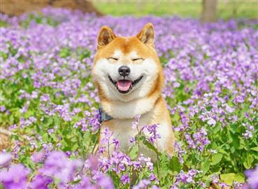 Top 5 Điều Thú Vị Về Shiba Inu Rất Ít Người Biết