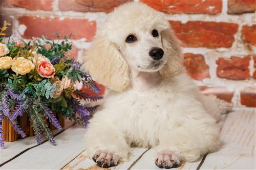 Top 6 giống chó thông minh và trung thành nhất thế giới