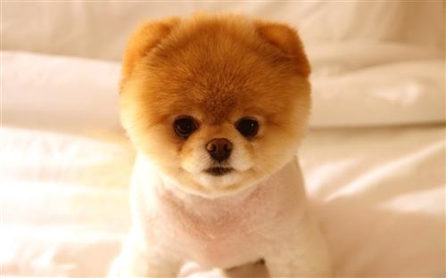 Top những giống chó dễ thương nhìn là muốn mang về nuôi