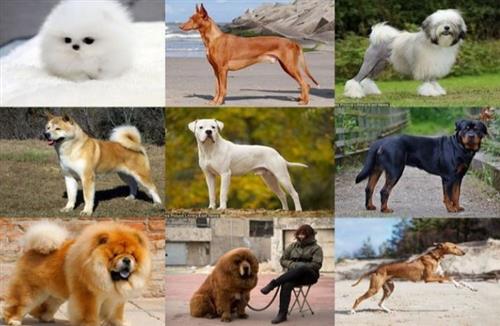 Top những giống chó phù hợp nuôi ở chung cư